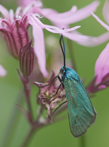 Adscita sp.